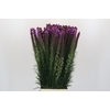 Liatris Callilepis