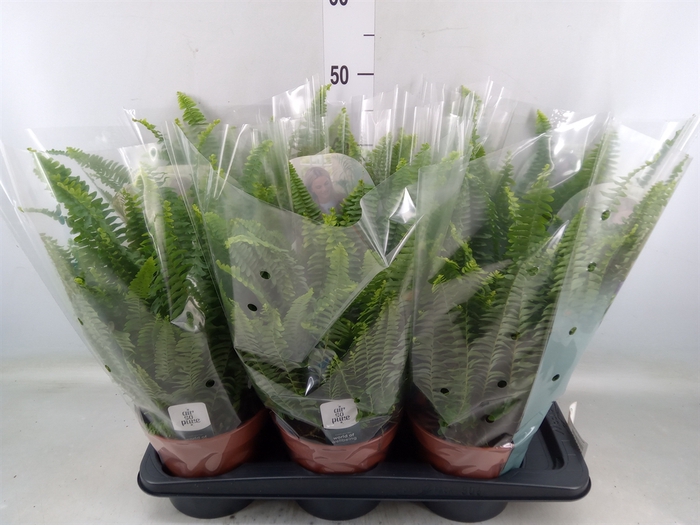 <h4>Nephrolepis exal. 'Green Lady'</h4>