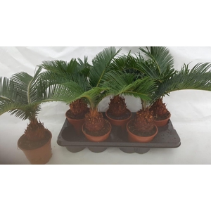 CYCAS REVOLUTA