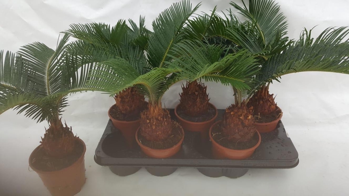 <h4>CYCAS REVOLUTA</h4>