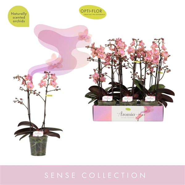 <h4>Aromio Sweet 2 spike</h4>