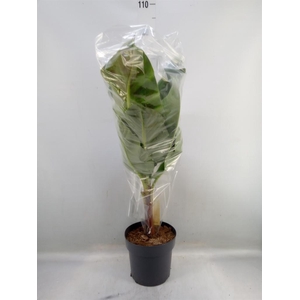 Musa  'Dwarf Cavendish'