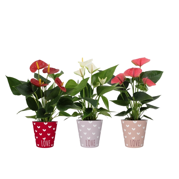 <h4>Anthurium 3 color mix in You and Me smartcup</h4>