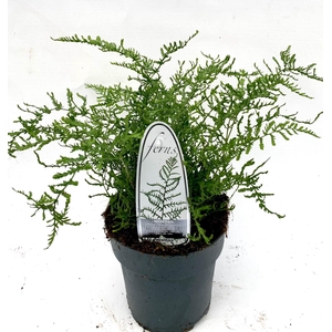 Dryopteris filix-mas Linearis Poly