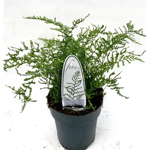 Dryopteris filix-mas Linearis Poly