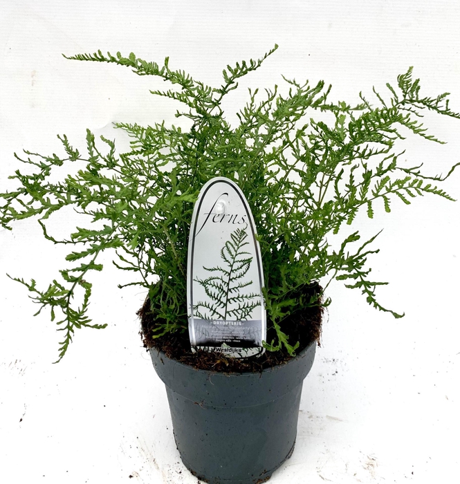<h4>Dryopteris filix-mas Linearis Poly</h4>