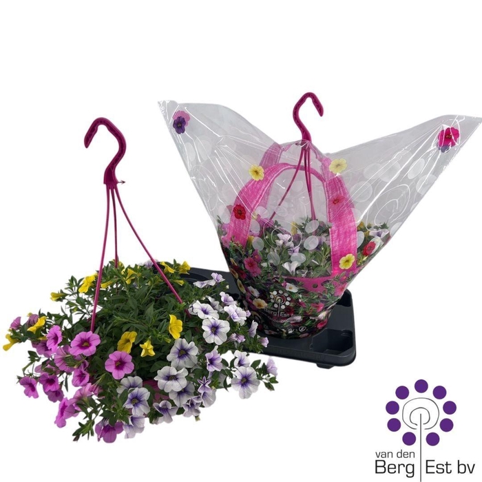 <h4>CALIB TR LOLLIPOP</h4>