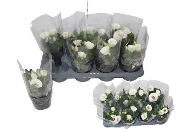 <h4>EUST JULIETTA WHITE</h4>