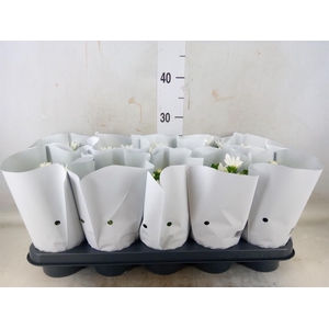 Chrysanthemum  'Brave'