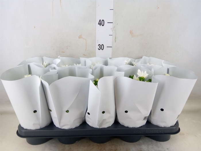 <h4>Chrysanthemum  'Brave'</h4>