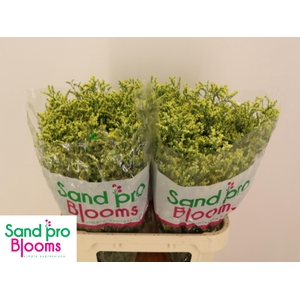 LIM SIN CHINA SUMMER