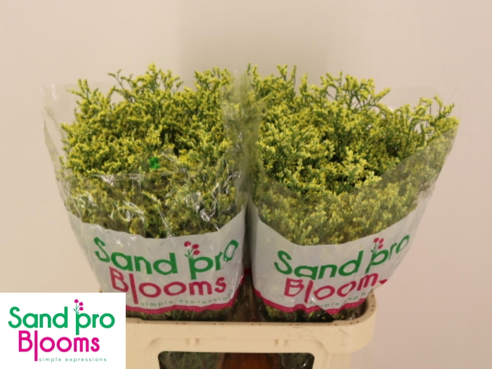 <h4>LIM SIN CHINA SUMMER</h4>