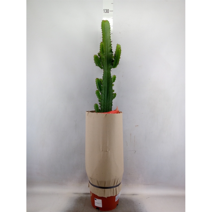 <h4>Euphorbia Acrurensis</h4>