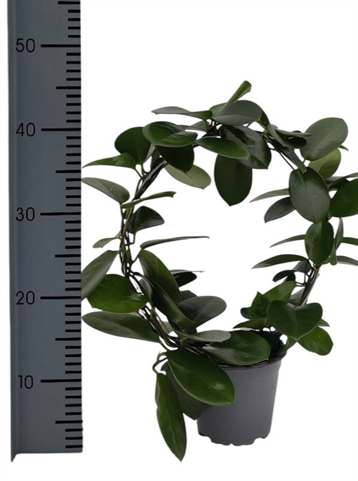 <h4>Hoya Australis Boog</h4>