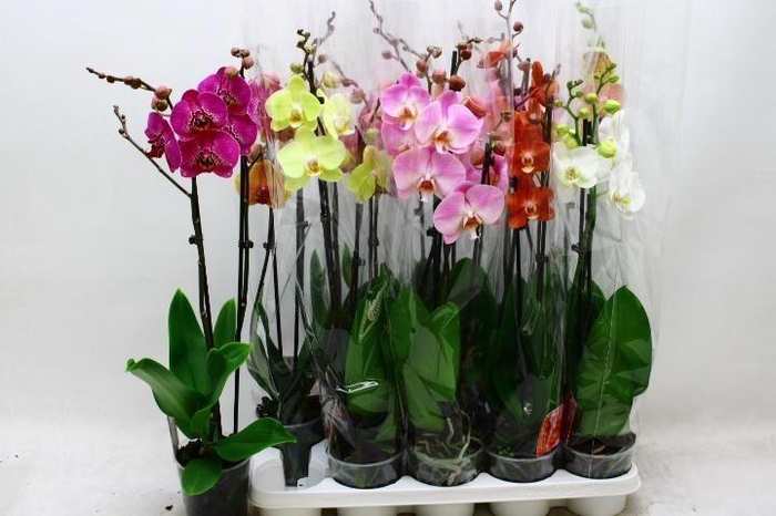 <h4>PHAL GEM 7 KL</h4>