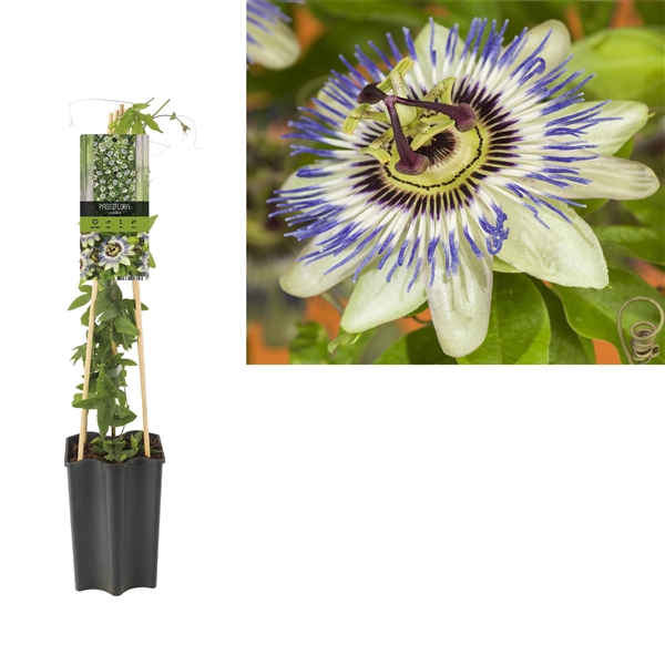 <h4>Passiflora 'Victoria' +light label</h4>