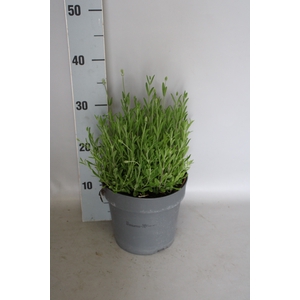 vaste planten 19 cm  Lavandula ang. Blue Scent early™