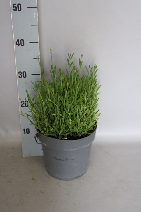 <h4>vaste planten 19 cm  Lavandula ang. Blue Scent early™</h4>