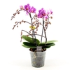 Amorosso Merlini 2 spike