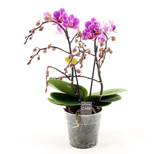 Amorosso Merlini 2 spike