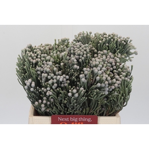 Kaaps Groen Silver Brunia