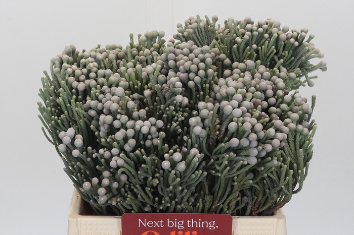 <h4>Kaaps Groen Silver Brunia</h4>