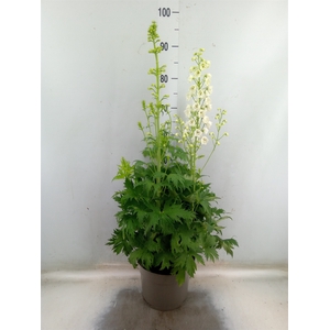 Delphinium   ...