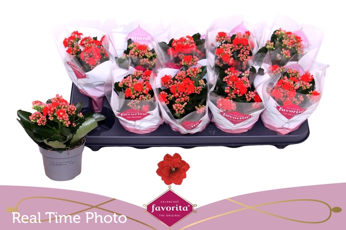 <h4>KAL GE PERFECTA RED</h4>