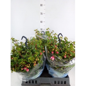 Fuchsia  'Bella Fuchsia Faya'