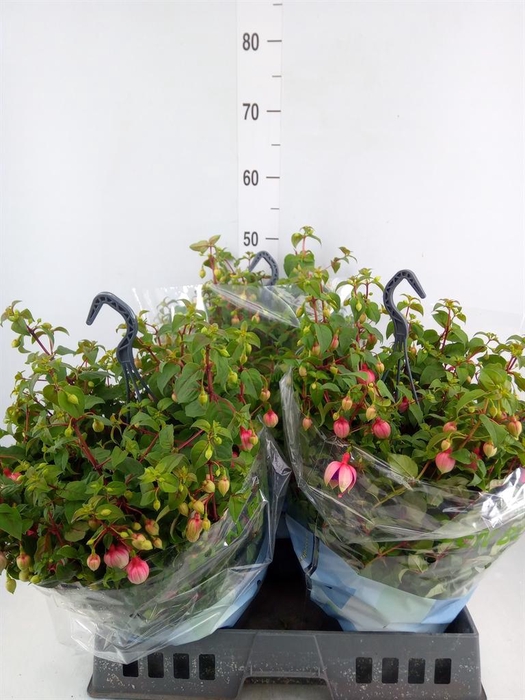 <h4>Fuchsia  'Bella Fuchsia Faya'</h4>