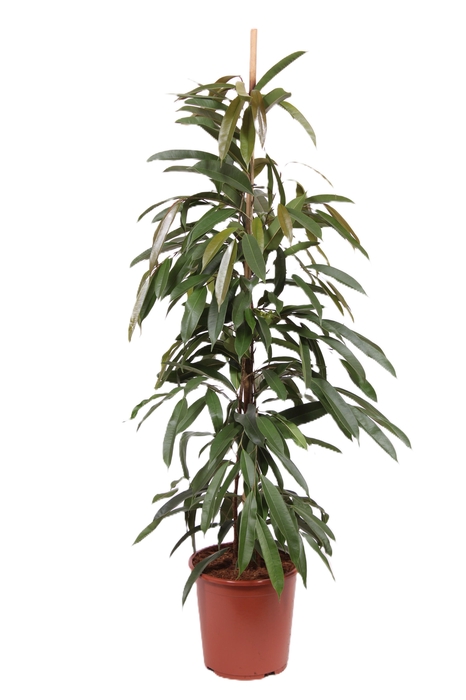 <h4>Ficus Amstel King</h4>