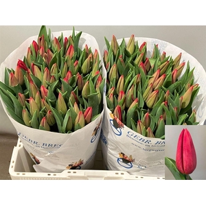 Tu En Strong Love 38 GR,(NL),(10)