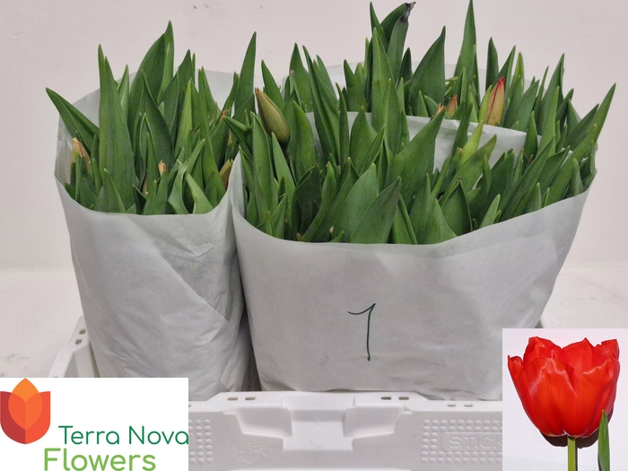 <h4>TU EN LALIBELA</h4>