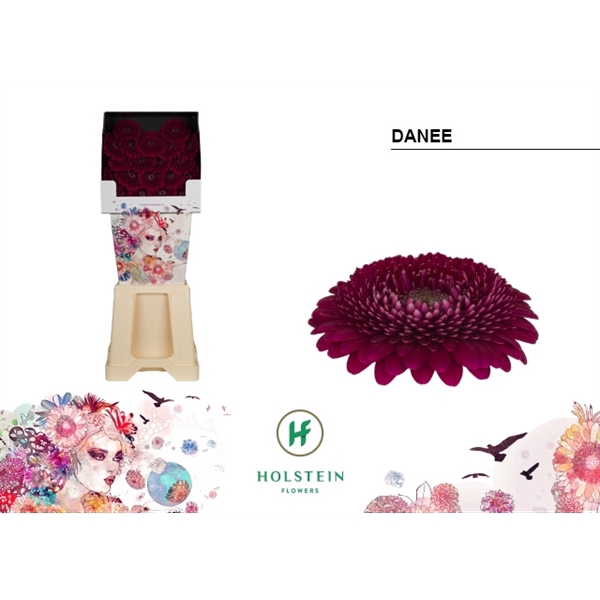<h4>Ge Mi Pomponi Danee Diamond Holstein</h4>