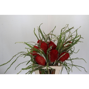 Banksia Speciosa Red