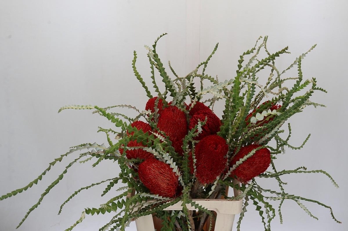 <h4>Banksia Speciosa Red</h4>