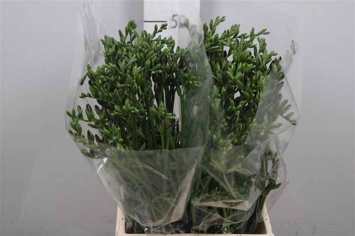 <h4>Fr En Pink Passion</h4>