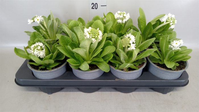 <h4>Primula denticulata 'Alba'</h4>