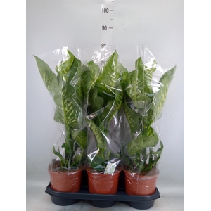 Dieffenbachia seg. 'Tropic Snow'