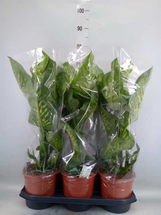 <h4>Dieffenbachia seg. 'Tropic Snow'</h4>