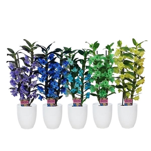 Dendrobium Nobile, Colour 2-tak mix 'Hugo' (inject)