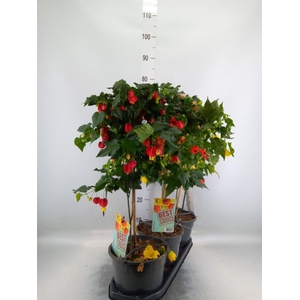 Abutilon   ...