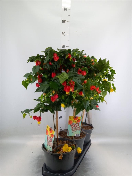 <h4>Abutilon   ...</h4>