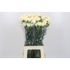 Dianthus St Rodas Creme