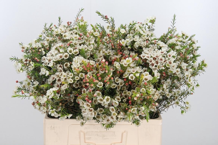 <h4>Chame Me Sirius</h4>