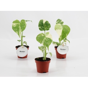 Monstera Thai Constellation