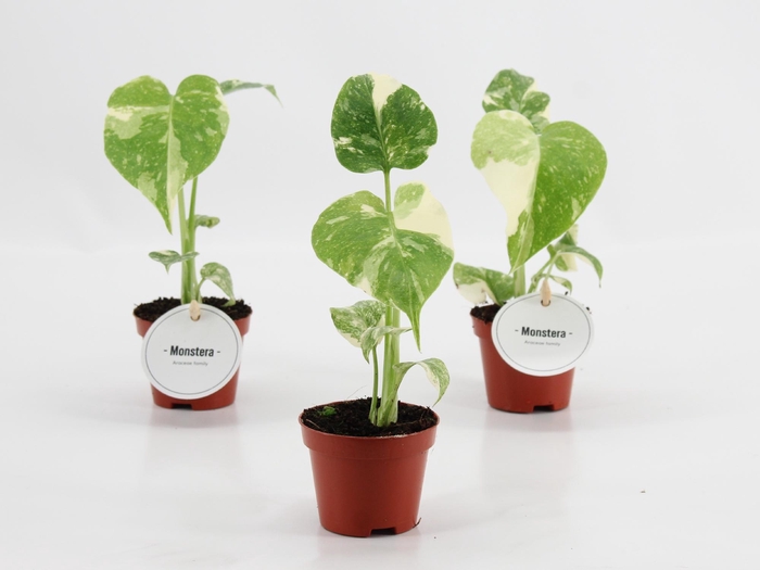 <h4>Monstera Thai Constellation</h4>