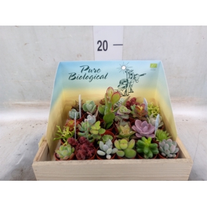 Succulents   ...