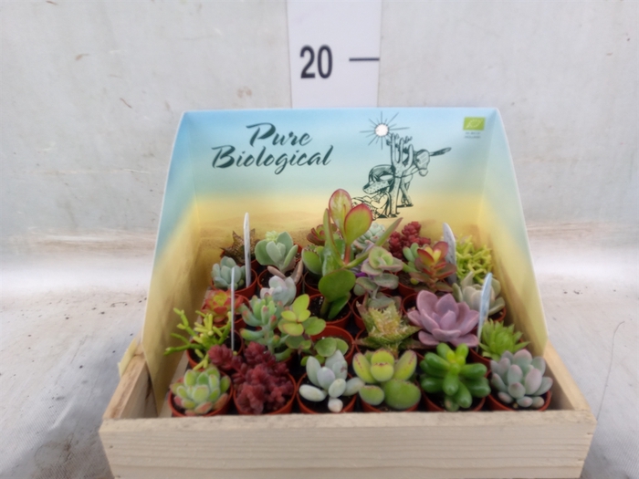 <h4>Succulents   ...</h4>