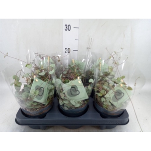 Ceropegia woodii ssp. woodii